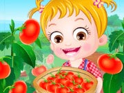 Baby Hazel Tomato Farming